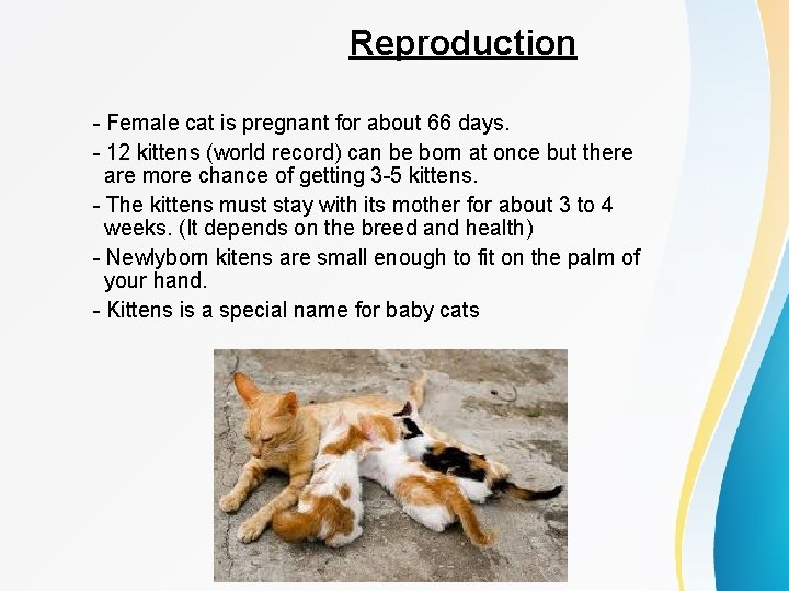 Reproduction - Female cat is pregnant for about 66 days. - 12 kittens (world