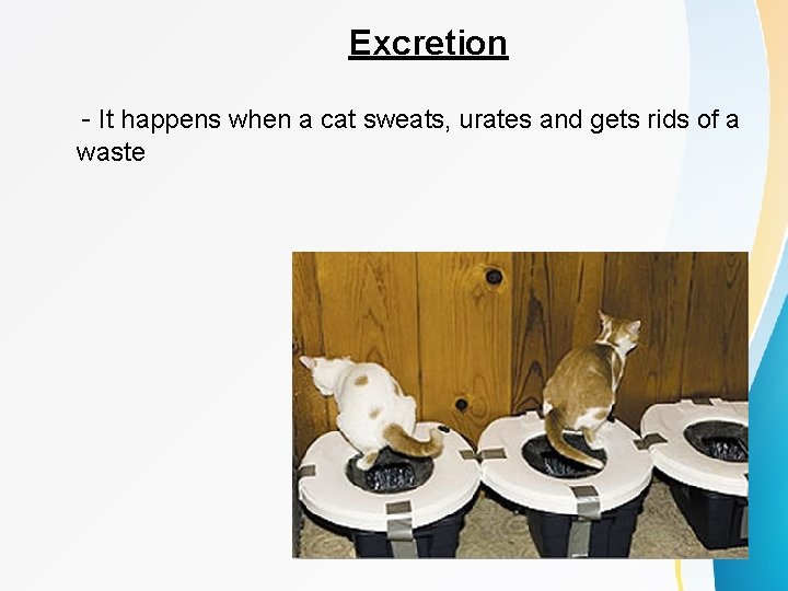 Excretion - It happens when a cat sweats, urates and gets rids of a