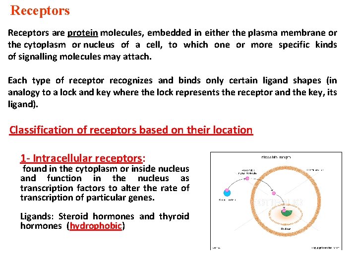 Receptors are protein molecules, embedded in either the plasma membrane or the cytoplasm or
