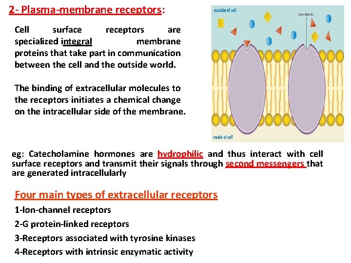 2 - Plasma-membrane receptors: Cell surface receptors are specialized integral membrane proteins that take