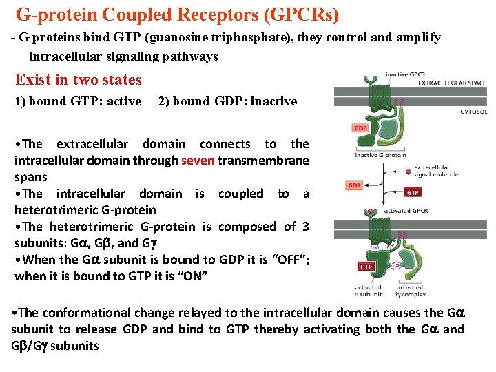 G-protein Coupled Receptors (GPCRs) - G proteins bind GTP (guanosine triphosphate), they control and