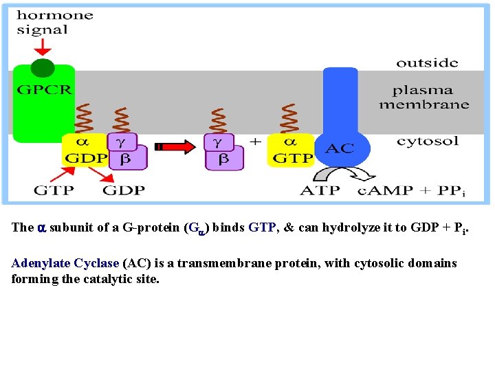 The subunit of a G-protein (G ) binds GTP, & can hydrolyze it to