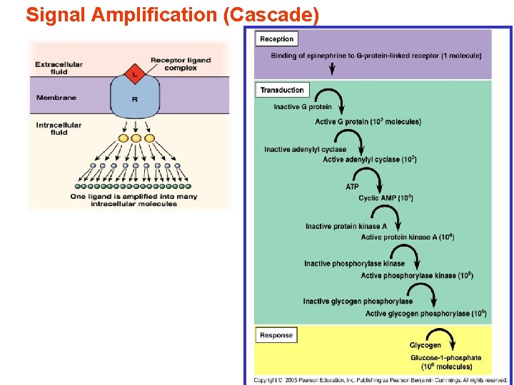 Signal Amplification (Cascade) 