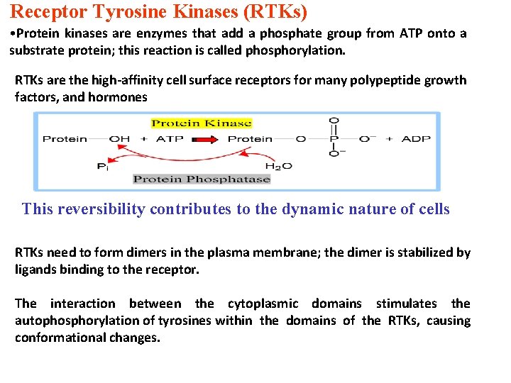 Receptor Tyrosine Kinases (RTKs) • Protein kinases are enzymes that add a phosphate group