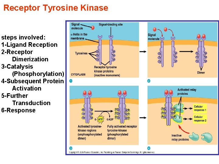 Receptor Tyrosine Kinase steps involved: 1 -Ligand Reception 2 -Receptor Dimerization 3 -Catalysis (Phosphorylation)