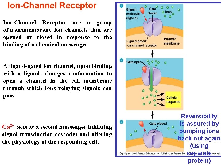 Ion-Channel Receptor are a group of transmembrane ion channels that are opened or closed