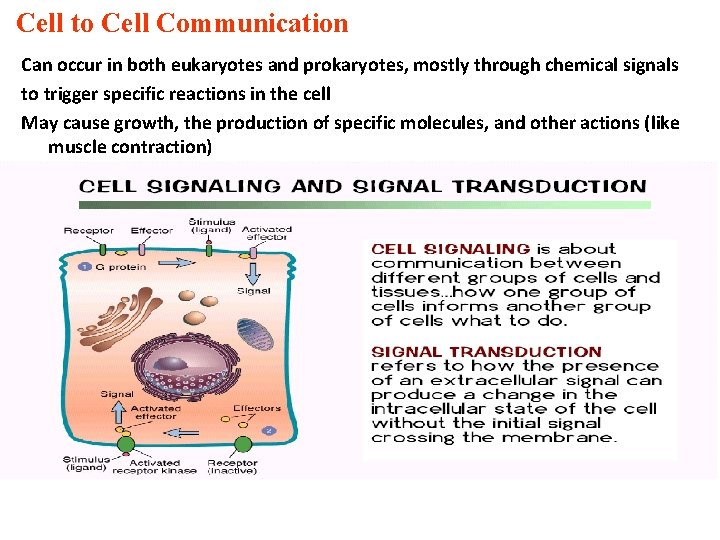 Cell to Cell Communication Can occur in both eukaryotes and prokaryotes, mostly through chemical