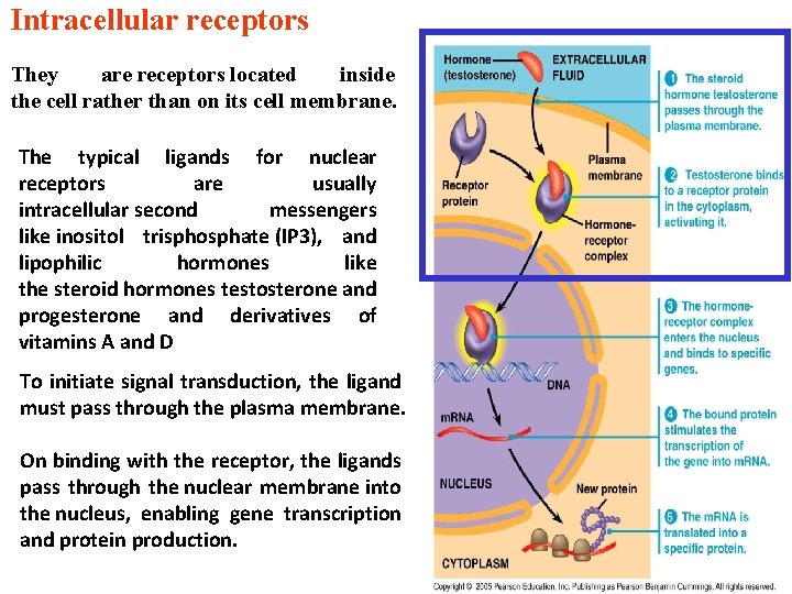 Intracellular receptors They are receptors located inside the cell rather than on its cell