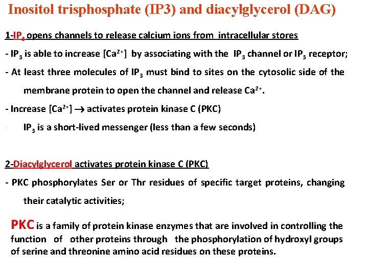 Inositol trisphosphate (IP 3) and diacylglycerol (DAG) 1 -IP 3 opens channels to release