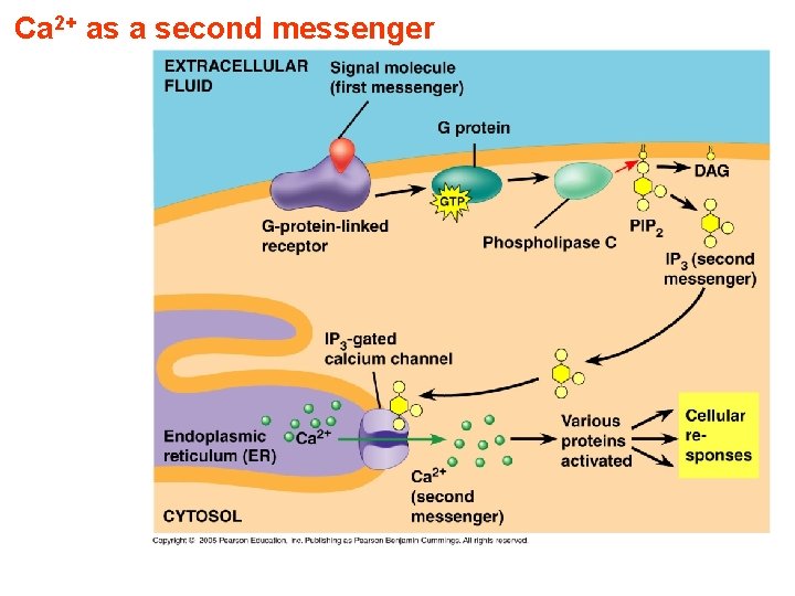 Ca 2+ as a second messenger 