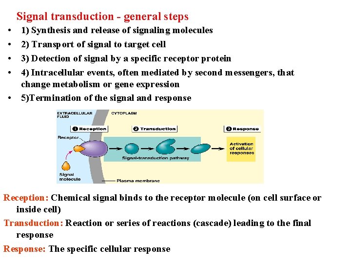 Signal transduction - general steps • • 1) Synthesis and release of signaling molecules