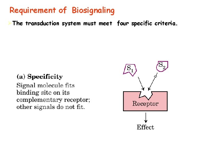 Requirement of Biosignaling ØThe transduction system must meet four specific criteria. 