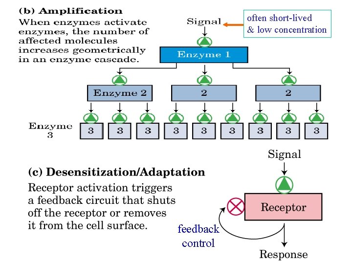 often short-lived & low concentration feedback control 