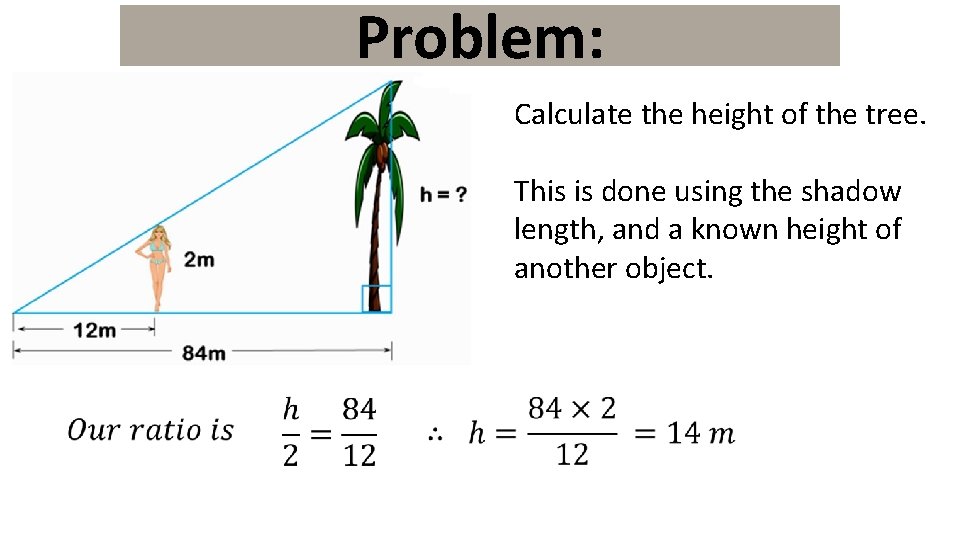Problem: Calculate the height of the tree. This is done using the shadow length,
