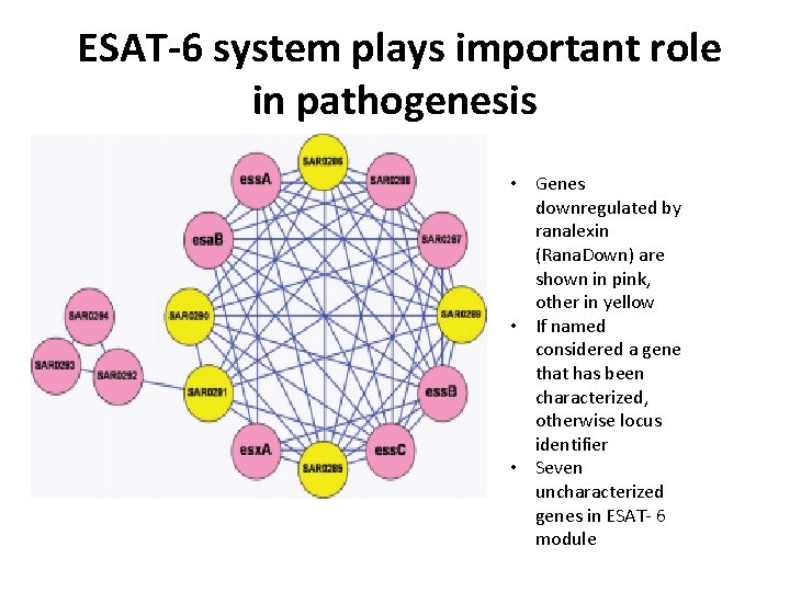 ESAT-6 system plays important role in pathogenesis • Genes downregulated by ranalexin (Rana. Down)