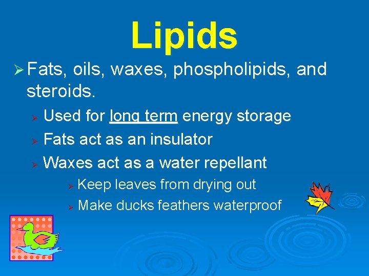 Lipids Ø Fats, oils, waxes, phospholipids, and steroids. Used for long term energy storage