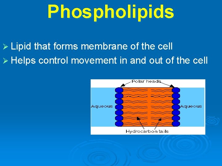 Phospholipids Ø Lipid that forms membrane of the cell Ø Helps control movement in
