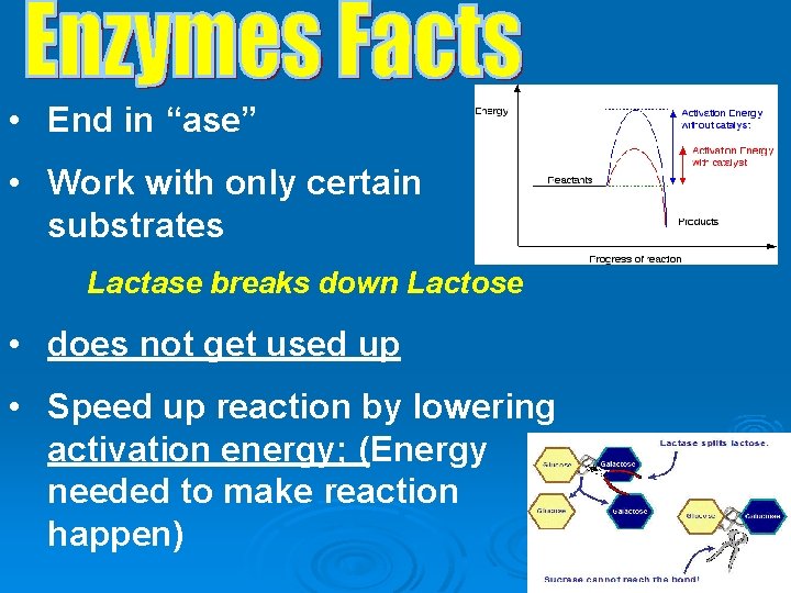  • End in “ase” • Work with only certain substrates Lactase breaks down