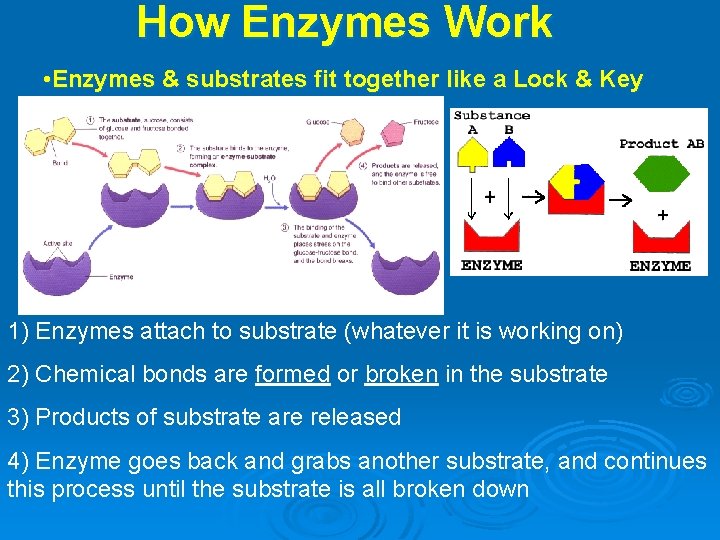 How Enzymes Work • Enzymes & substrates fit together like a Lock & Key