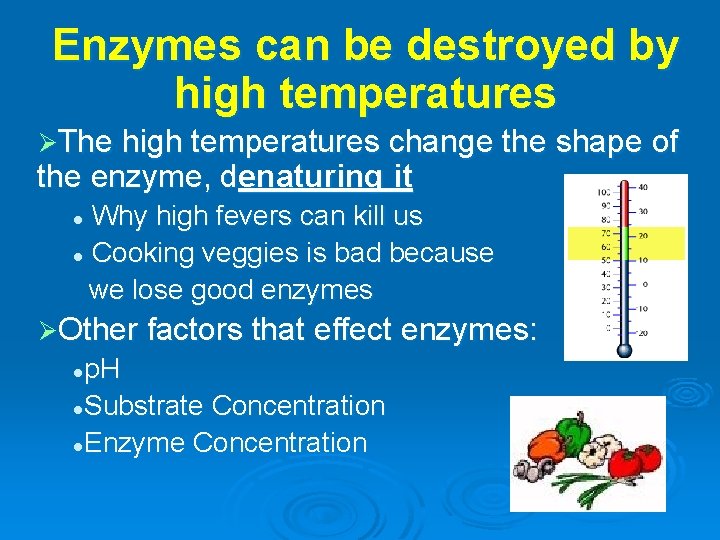 Enzymes can be destroyed by high temperatures ØThe high temperatures change the shape of
