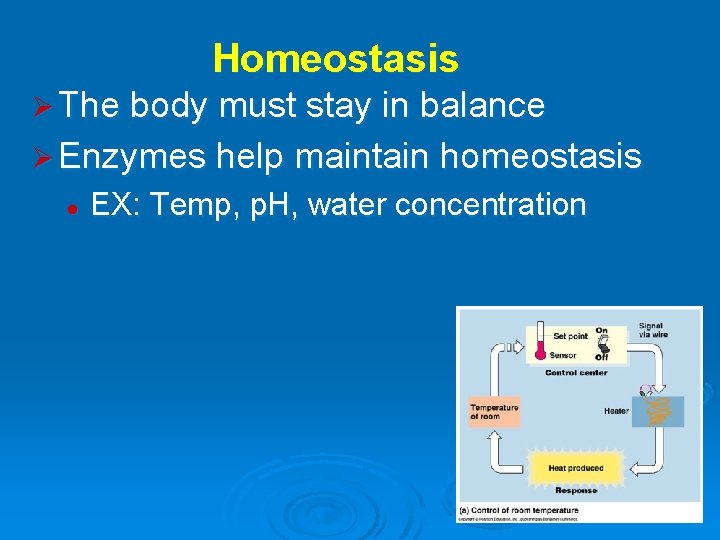 Homeostasis Ø The body must stay in balance Ø Enzymes help maintain homeostasis l
