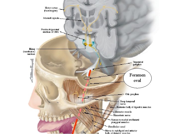 Foramen oval 