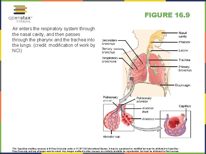 FIGURE 16. 9 Air enters the respiratory system through the nasal cavity, and then