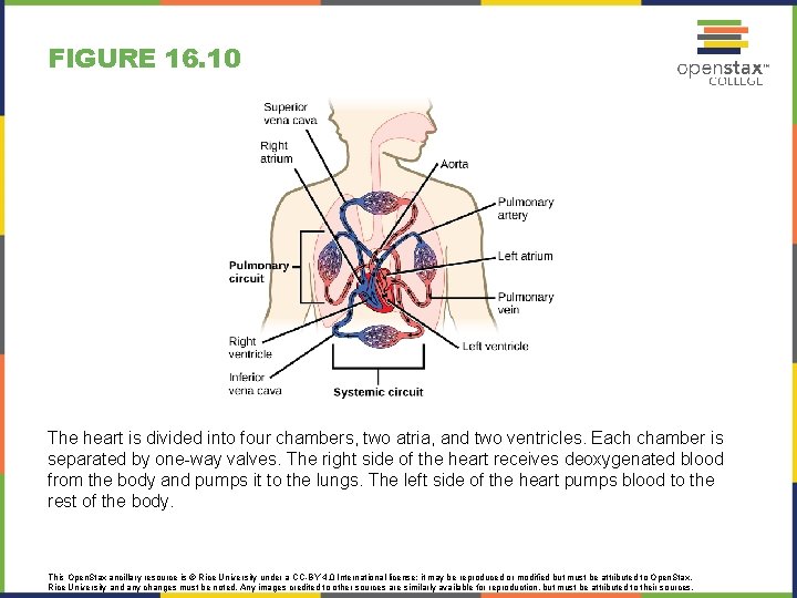 FIGURE 16. 10 The heart is divided into four chambers, two atria, and two