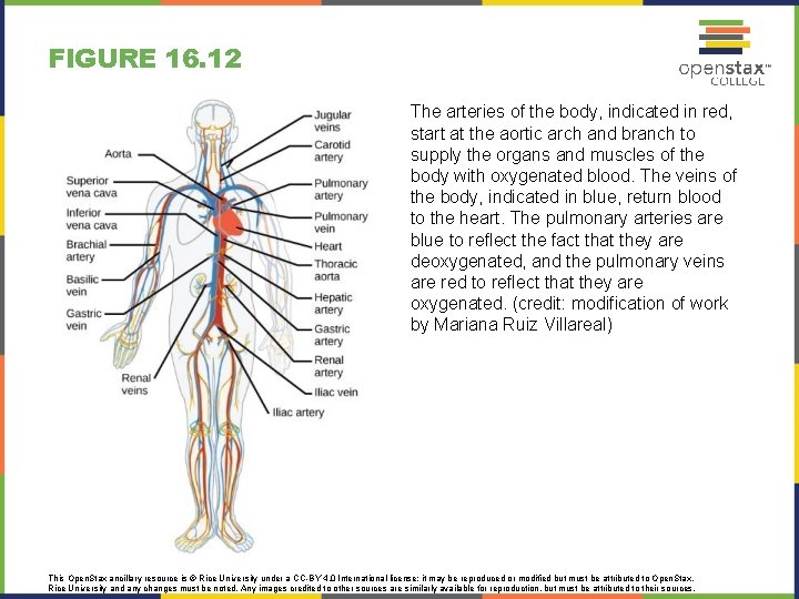 FIGURE 16. 12 The arteries of the body, indicated in red, start at the
