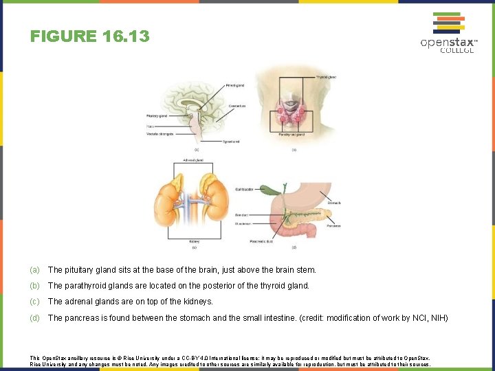 FIGURE 16. 13 (a) The pituitary gland sits at the base of the brain,