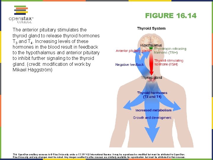 FIGURE 16. 14 The anterior pituitary stimulates the thyroid gland to release thyroid hormones