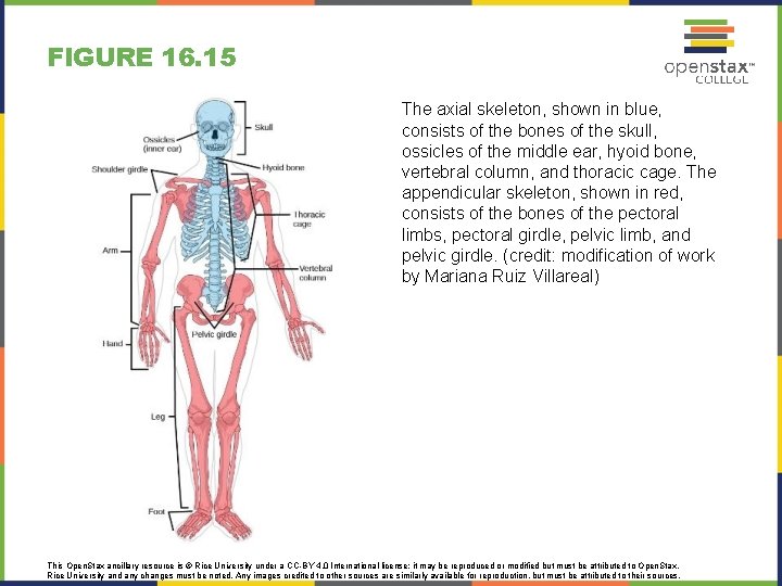 FIGURE 16. 15 The axial skeleton, shown in blue, consists of the bones of
