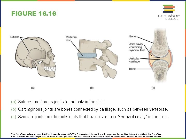 FIGURE 16. 16 (a) Sutures are fibrous joints found only in the skull. (b)