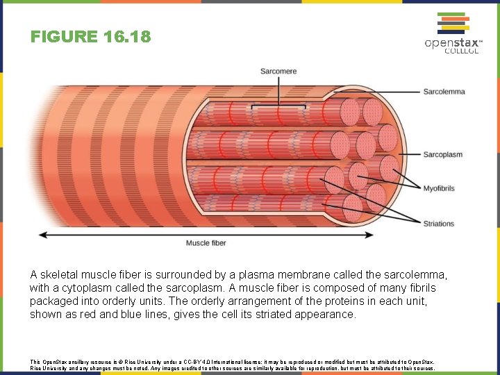 FIGURE 16. 18 A skeletal muscle fiber is surrounded by a plasma membrane called