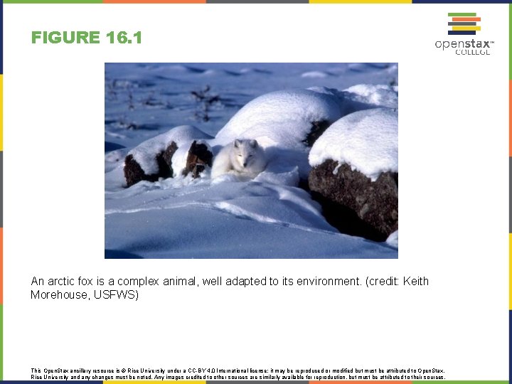 FIGURE 16. 1 An arctic fox is a complex animal, well adapted to its