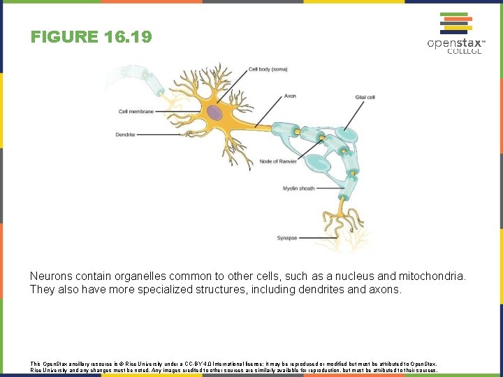 FIGURE 16. 19 Neurons contain organelles common to other cells, such as a nucleus