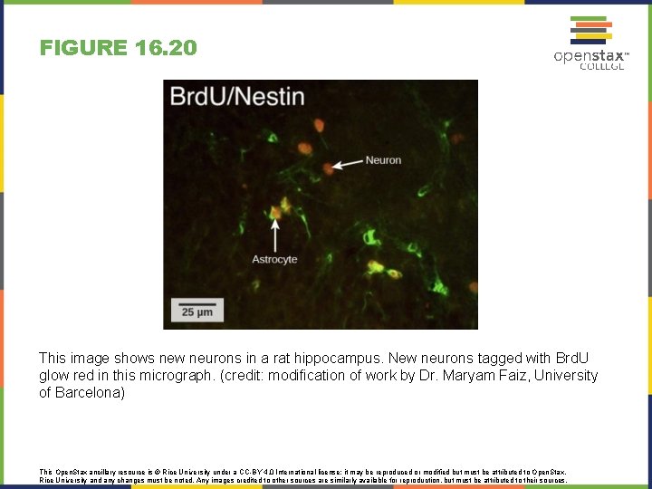FIGURE 16. 20 This image shows new neurons in a rat hippocampus. New neurons