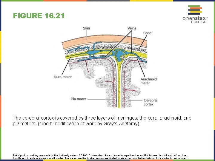 FIGURE 16. 21 The cerebral cortex is covered by three layers of meninges: the