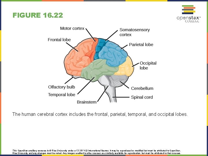 FIGURE 16. 22 The human cerebral cortex includes the frontal, parietal, temporal, and occipital