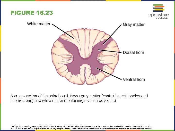 FIGURE 16. 23 A cross-section of the spinal cord shows gray matter (containing cell