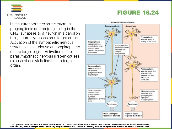 FIGURE 16. 24 In the autonomic nervous system, a preganglionic neuron (originating in the