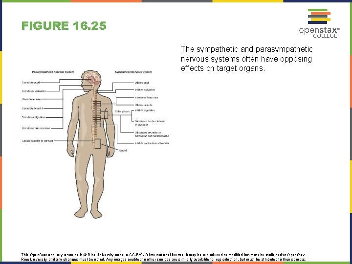 FIGURE 16. 25 The sympathetic and parasympathetic nervous systems often have opposing effects on