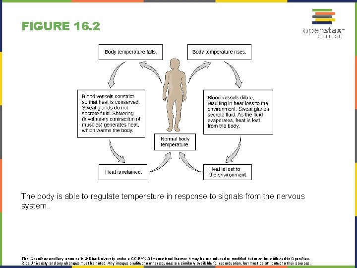 FIGURE 16. 2 The body is able to regulate temperature in response to signals