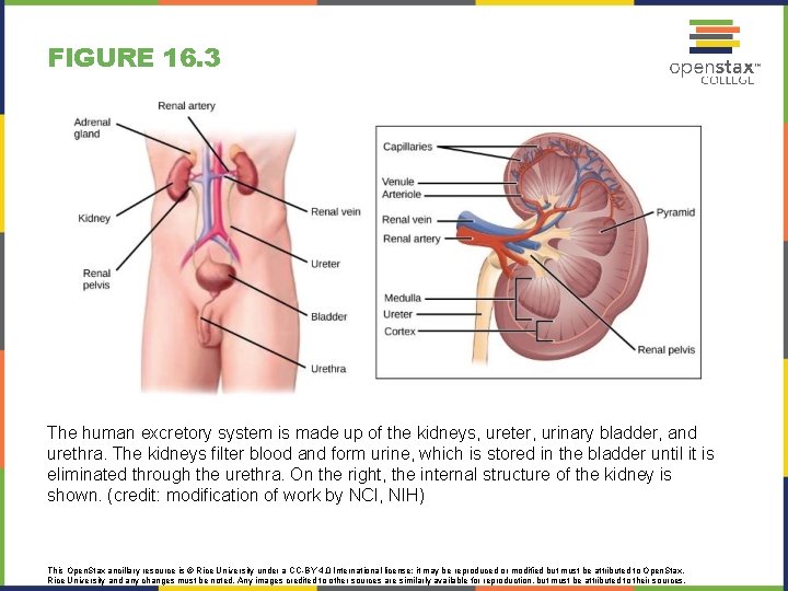 FIGURE 16. 3 The human excretory system is made up of the kidneys, ureter,