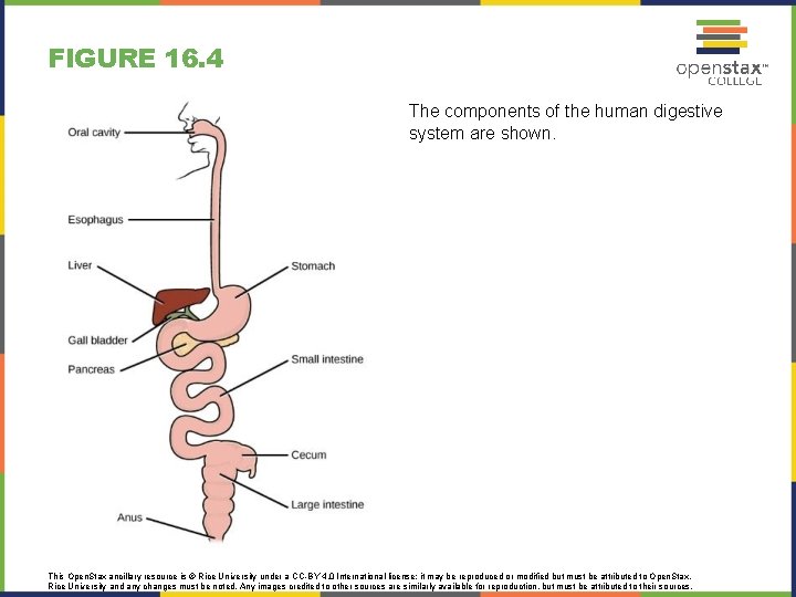 FIGURE 16. 4 The components of the human digestive system are shown. This Open.