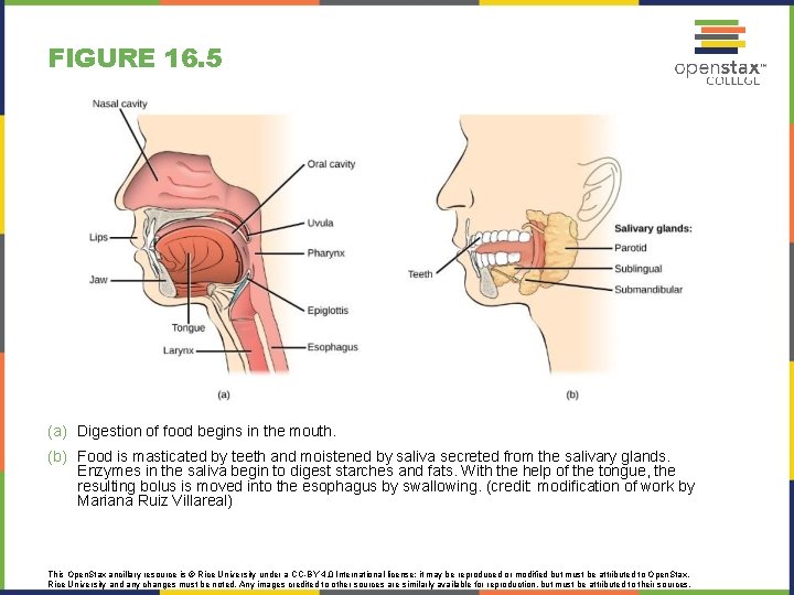 FIGURE 16. 5 (a) Digestion of food begins in the mouth. (b) Food is