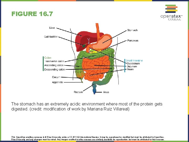 FIGURE 16. 7 The stomach has an extremely acidic environment where most of the