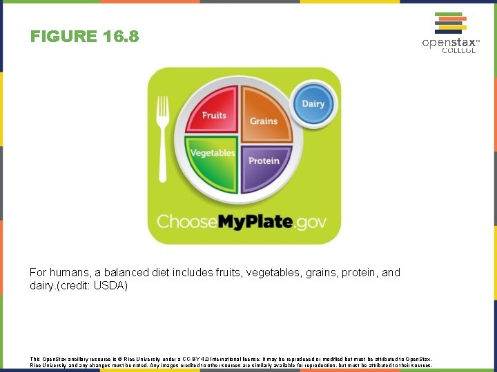 FIGURE 16. 8 For humans, a balanced diet includes fruits, vegetables, grains, protein, and