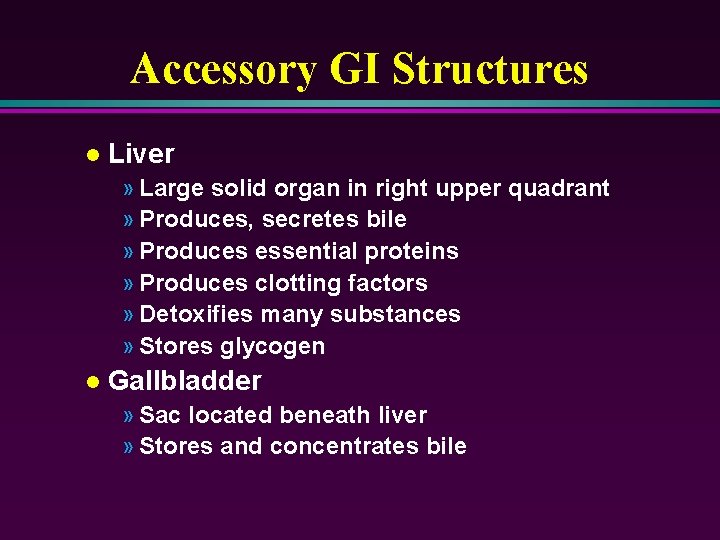 Accessory GI Structures l Liver » Large solid organ in right upper quadrant »