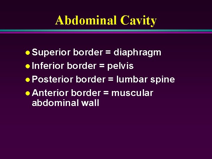 Abdominal Cavity l Superior border = diaphragm l Inferior border = pelvis l Posterior